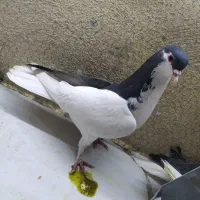 کفتر یا کبوتر چپ سیاه جفتی