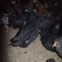 جوجه گلپایگانی