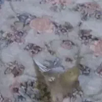 عروس هلندی گمشده|حیوانات|کرمانشاه, |دیوار