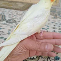 طوطی عروس هلندی سه ماهه