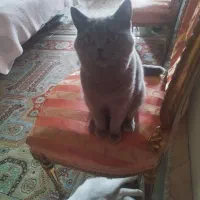 نیاز به گربه ماده