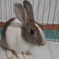 خرگوش|موش و خرگوش|رشت, حمیدیان|دیوار