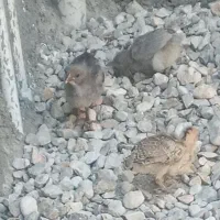 جوجه مرغ ۲ ماه ۱۵۰  مکا ن خود اهرم