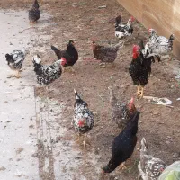 تخم مرغ گلین