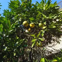 نارنج سردرختی|عمده‌فروشی|ساری, |دیوار