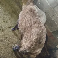 بره قوچ چاق جوان