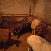 یک عدد بر جوان