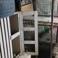 لوازم جانبی حیوانات
