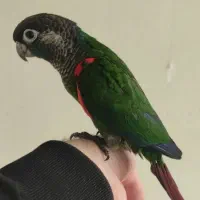 گرینچیک|پرنده|خمینیشهر, |دیوار