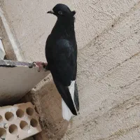 کفتر زاغ دم سفید