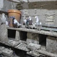 کبوترطوقی کله ای وسینه ای