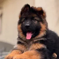 قفقازی کنکورسو سگ نگهبان درجه یک در کشور|سگ|تهران, تجریش|دیوار