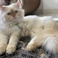 گربه پرشین ترکیش وان