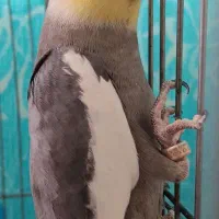 جفت عروس هلندی با وسایل