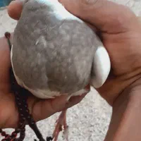 وسایل کبوتر