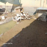 غاز و غو غاز