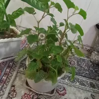 چهار عدد گل طبیعی|گل و گیاه طبیعی|جوانرود, |دیوار
