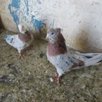 کفتر سرور هما طوقی معاوضه باسهره یا قناری