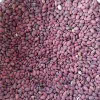 مقداری لوبیا قرمز  بوجاری  شده