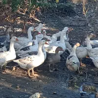 29قازمحلی باخرگوش لپ|حیوانات مزرعه|مریوان, |دیوار