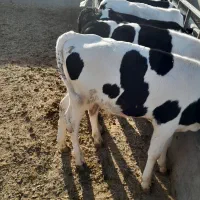 ۱۶راس گوساله صنعتی نر|حیوانات مزرعه|رامند, |دیوار