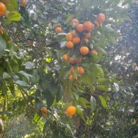 نارنگی معاوضه سیب