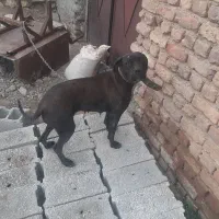 سگ پیت بول
