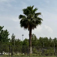 طرح نخل خرما بچه نخل|گل و گیاه طبیعی|اهواز, پردیس|دیوار