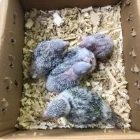 گرینچیک اناناسی