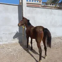 اسب شش ساله