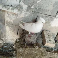 گبوتر|پرنده|مرند, |دیوار