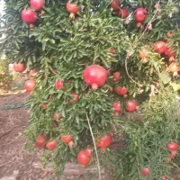 انار تازه ،ناردونه ،رب انار|خوردنی و آشامیدنی|شیراز, گلشن|دیوار