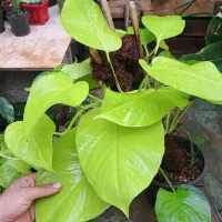 گل و گیاه آپارتمانی