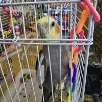 عروس هلندی نر بازیگوش|پرنده|فردیس, شهرک وحدت|دیوار