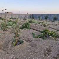 باغ-1000متری-مبارکه