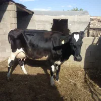 گاو