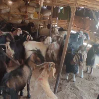 میش وشیشک وبز وتی بز چاق کشتاری|حیوانات مزرعه|خرم‌آباد, |دیوار