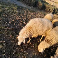 قوچ وبره نر