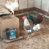 حدود 20 عدد خروس جوان|حیوانات مزرعه|مشهد, طبرسی شمالی|دیوار