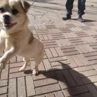 فروشی|سگ|خرمدره, |دیوار