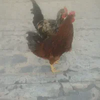 سه تا خروس،سه میلیون