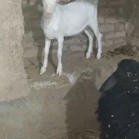 بره نر و بزغاله نر