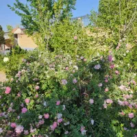 باغ با تمام امکانات فروش یا تهاتر