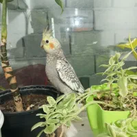 عروس هلندی سخنگو اهلی