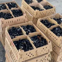 جوجه بلک تمام سیاه