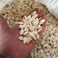 تخم کدو اعلا بوجاری شده