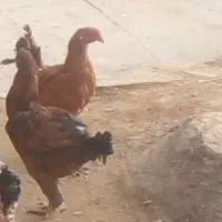 مرغ واروک|حیوانات مزرعه|دهگلان, |دیوار