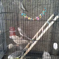 فروش جوجه عروس هلندی