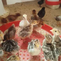 طبیعی ۱۰روز بسیار سالم و سرحال واکسن ها زده شده