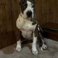 بولی ایکس لاج|سگ|تهران, شهرک امید|دیوار